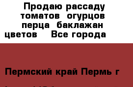 Продаю рассаду томатов, огурцов, перца, баклажан, цветов  - Все города  »    . Пермский край,Пермь г.